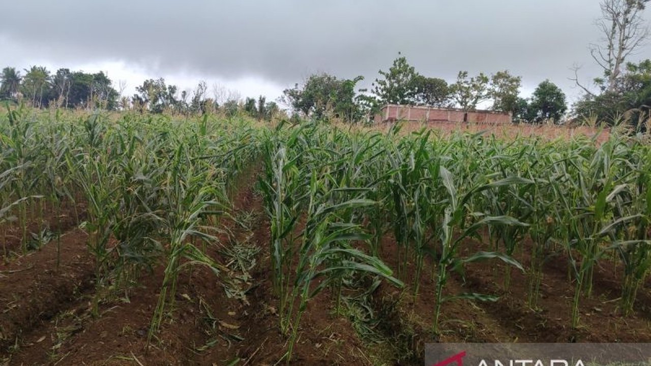 Polresta Bengkulu berhasil menanam jagung di lahan 1,5 hektare dan menargetkan panen 4,5 ton, mendukung program pemerintah pusat untuk ketahanan pangan nasional.