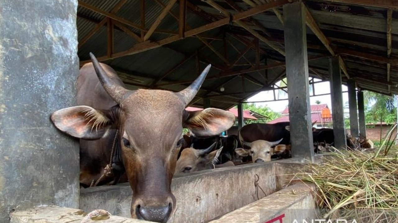 Pemerintah Provinsi Bengkulu mengusulkan 61.757 dosis vaksin PMK ke pemerintah pusat untuk mencegah penyebaran penyakit tersebut setelah ditemukan kasus di Seluma dan Kota Bengkulu.