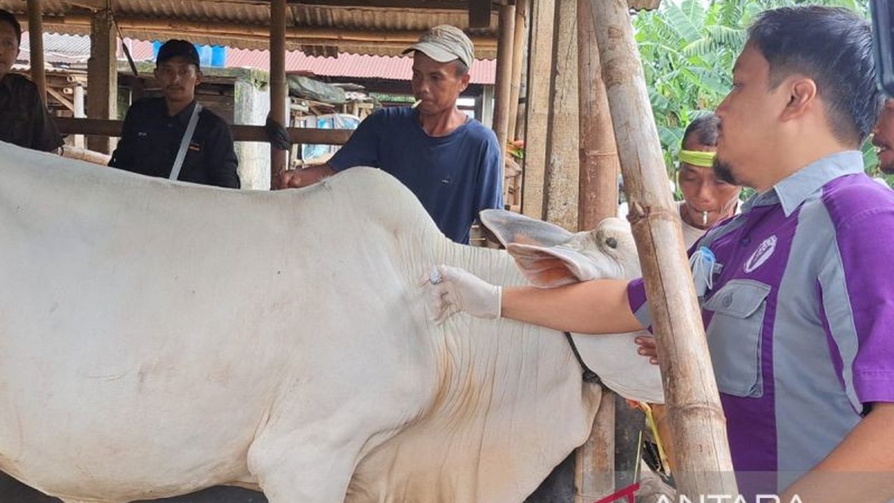 Pemkab Banyumas telah memulai vaksinasi ternak untuk mencegah penyebaran Penyakit Mulut dan Kuku (PMK), meskipun keterbatasan vaksin menjadi kendala utama.