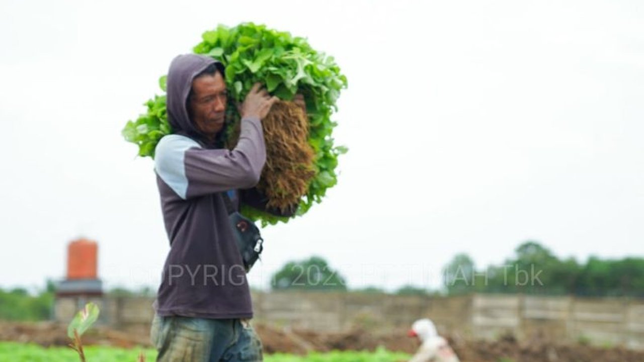 PT Timah bertransformasi, mengubah lahan bekas tambang seluas 3,5 hektare di Bangka Barat menjadi area pertanian yang produktif, mendukung ketahanan pangan nasional sekaligus memberdayakan warga sekitar.