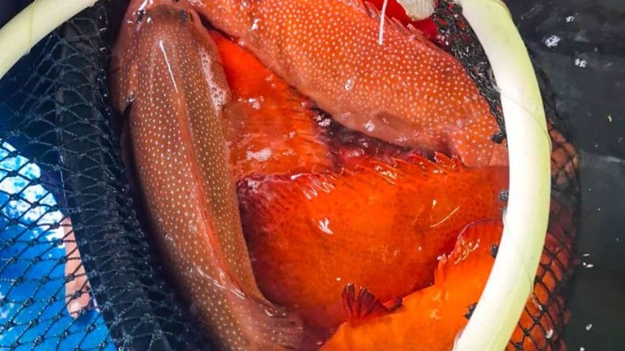 Balai Karantina Hewan, Ikan, dan Tumbuhan (BKHIT) Kepri mencatat ekspor ikan dari Natuna ke Hong Kong sepanjang 2024 mencapai Rp12 miliar, melibatkan ribuan ekor ikan berbagai jenis yang telah melalui proses sertifikasi dan karantina.