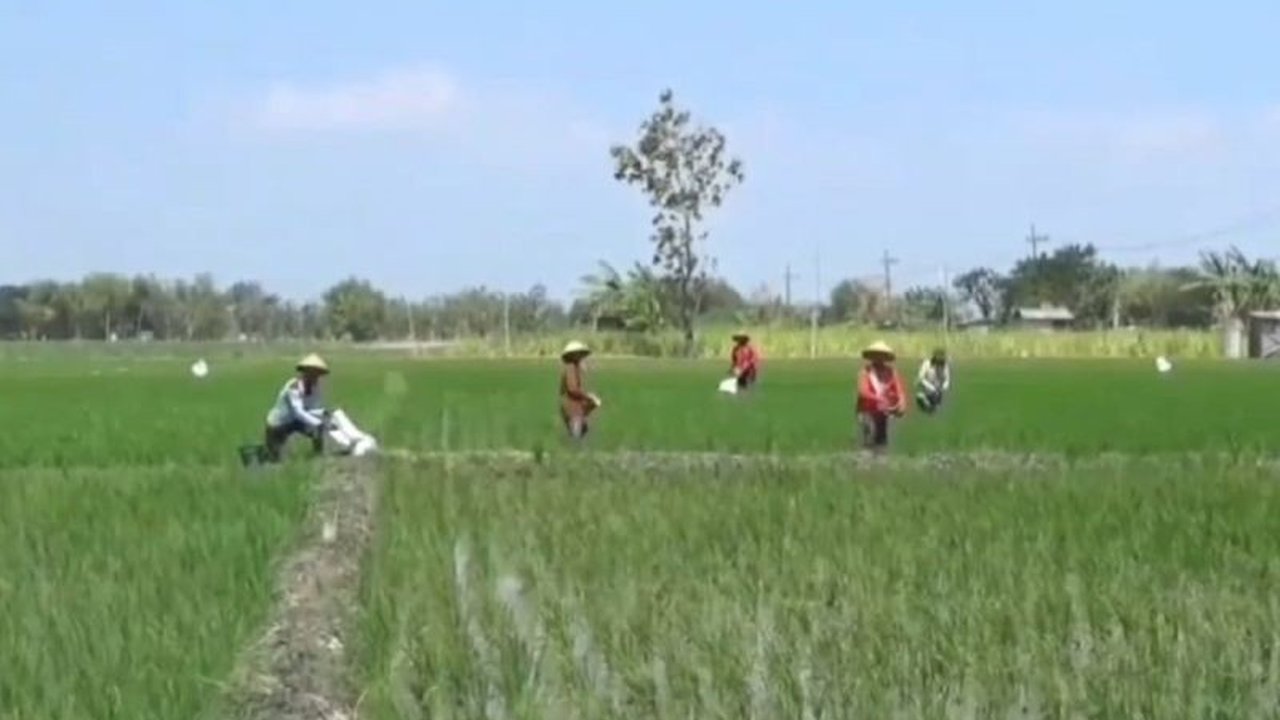 Produksi Padi Ngawi 2024 Meningkat: Inovasi dan Tantangan Ke Depan