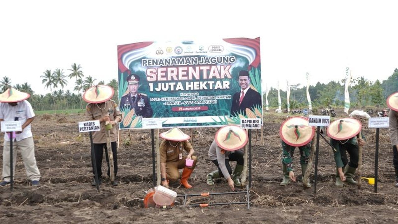 Forkopimda Lumajang bersama Polri dan Kementerian Pertanian menanam jagung di lahan Perhutani seluas 5 hektare sebagai upaya mendukung swasembada pangan nasional dan program ketahanan pangan pemerintah.