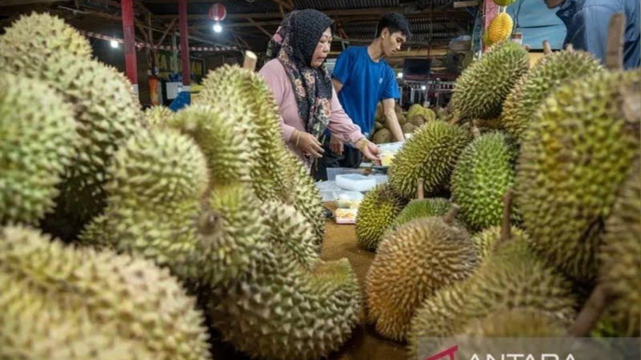 Pemkab Sigi memastikan puncak panen raya durian akan terjadi pada Maret 2025, dengan harga jual yang sangat menjanjikan bagi petani, terutama untuk varietas Musang King.