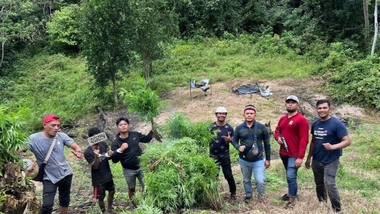 Polisi Aceh Bongkar Ladang Ganja 1 Hektare, Satu Tersangka Ditangkap