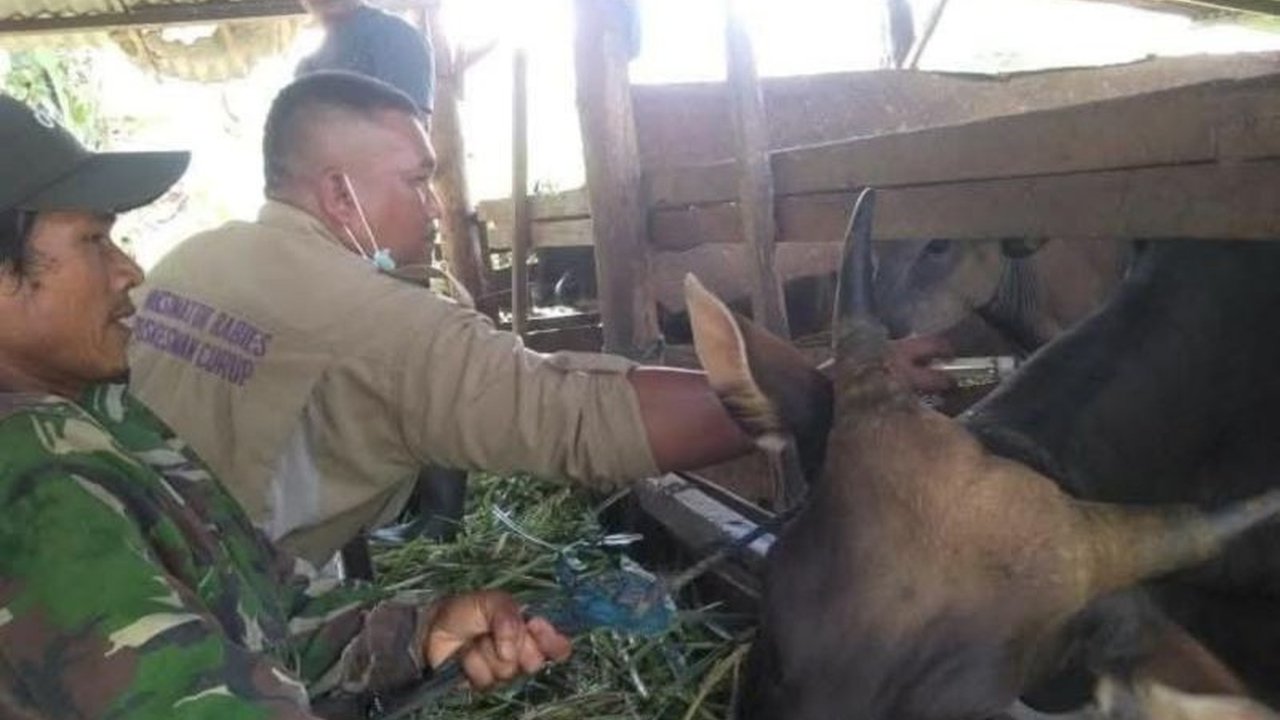 Dinas Pertanian dan Perikanan Rejang Lebong waspada terhadap penyebaran PMK setelah kasus ditemukan di daerah lain di Bengkulu, dan melakukan berbagai upaya pencegahan.