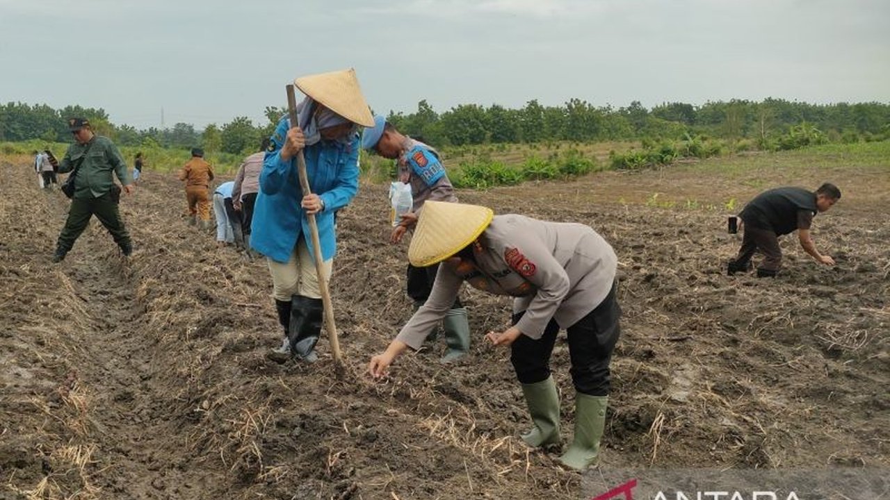 Polresta Cirebon Sulap Lahan Tidur Jadi Ladang Pangan: 302,5 Hektare untuk Ketahanan Pangan Nasional