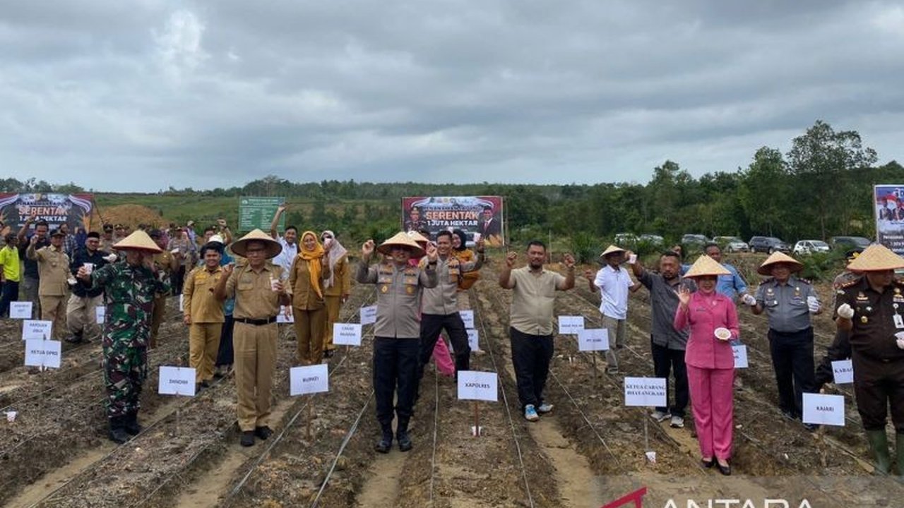Forkopimda Bangka Barat bersama warga Desa Airlimau menanam jagung di lahan seluas 3-7 hektare sebagai upaya mendukung ketahanan pangan nasional dan kesejahteraan masyarakat setempat, dengan pola tumpang sari dan kerjasama perusahaan swasta.