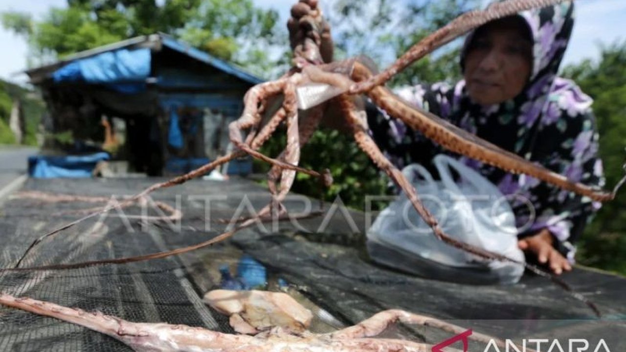 Gurita & Ikan Teri: Komoditas Ekspor Baru Maluku Raih Pasar Global