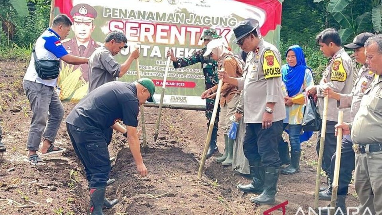 Forkopimcam Palabuhanratu, Kabupaten Sukabumi, menggelar penanaman jagung serentak sebagai upaya mendukung program ketahanan pangan nasional dan program Asta Cita Presiden, melibatkan Polri dan TNI.