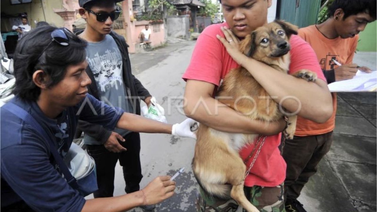 Dinas Peternakan dan Kesehatan Hewan Sumbar menjelaskan perbedaan gejala rabies pada kucing dan anjing, serta menekankan pentingnya penanganan segera gigitan hewan rabies, terutama di daerah kepala.
