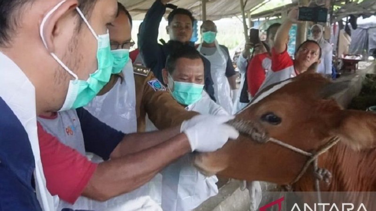Penjabat Gubernur Babel Tinjau Vaksinasi Sapi Cegah PMK