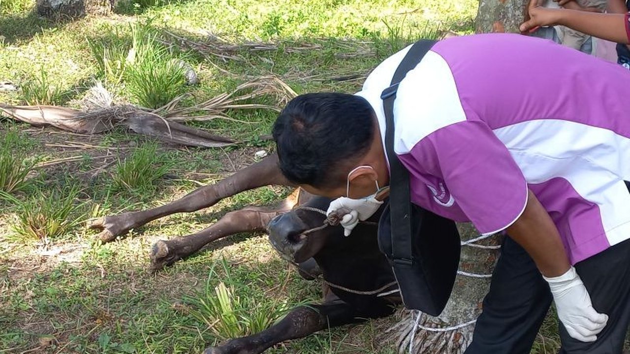 BKSDA Sumbar melepasliarkan induk dan bayi kukang di Cagar Alam Maninjau setelah sebelumnya diserahkan warga yang menemukannya di kebun sawit dan merawatnya.
