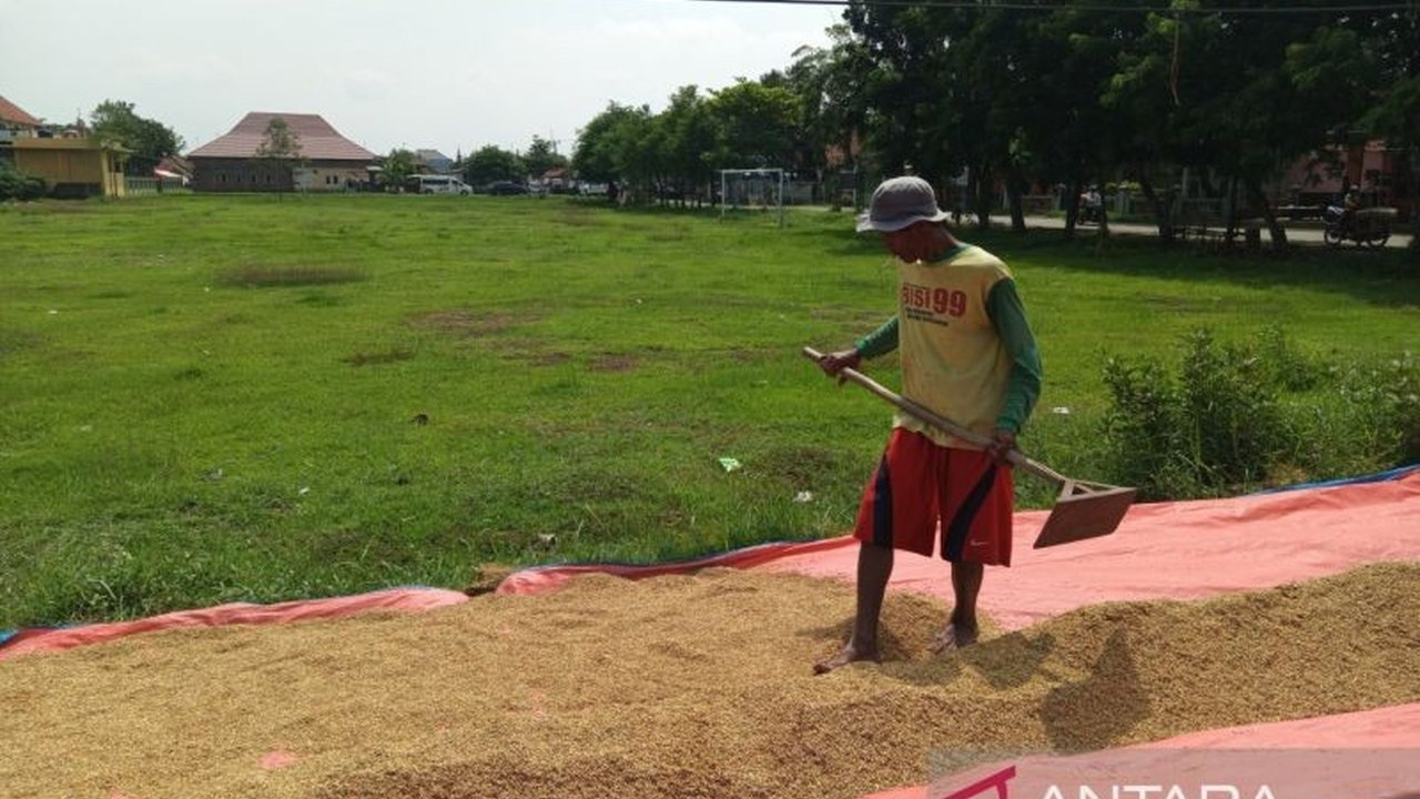 Benih Padi Cirebon Aman Meski Terdampak Banjir, Petani Diminta Adaptasi
