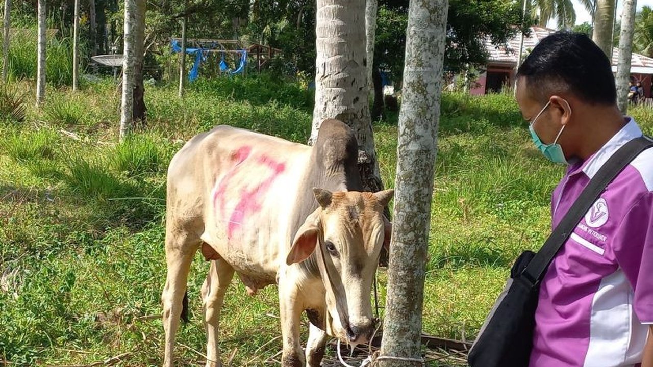 Dinas Pertanian Pasaman, Sumatera Barat, menemukan 10 kasus penyakit mulut dan kuku (PMK) pada sapi di Lubuk Sikaping; 700 paket vaksin telah disiapkan untuk mencegah penyebaran lebih lanjut.
