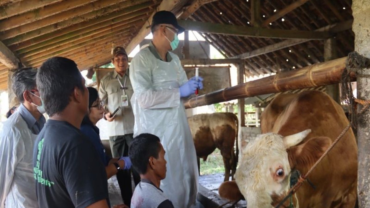 Dinas Pertanian dan Pangan Kulon Progo mengimbau masyarakat untuk tidak membeli ternak di pasar guna mencegah penyebaran penyakit kuku dan mulut (PMK), meskipun kasusnya mulai melandai,  serta dampaknya terhadap harga ternak yang anjlok.