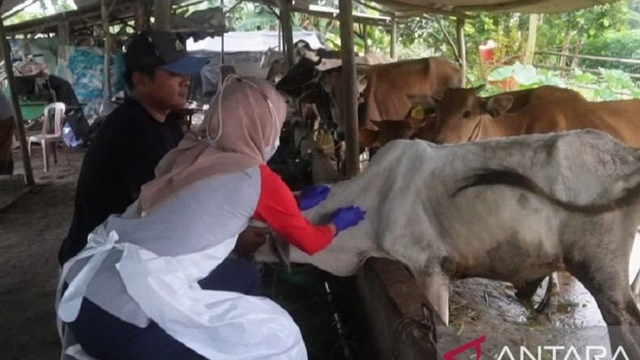 Dinas Pertanian Kepulauan Bangka Belitung mengisolasi 109 sapi yang terjangkit PMK di Pangkalpinang dan Bangka untuk mencegah penyebaran lebih luas,  sementara ketergantungan pada sapi impor meningkatkan risiko penularan.