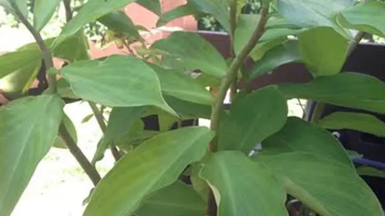 Daun tanaman insulin (doc: Istimewa)