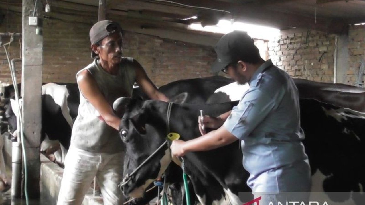 Kudus Genjot Vaksinasi PMK Cegah Penyebaran, Target 300 Ekor Januari 2025