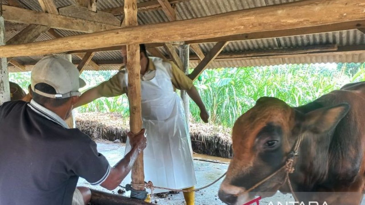Kabupaten Cirebon Gencarkan Vaksinasi PMK, 20 Sapi Sembuh