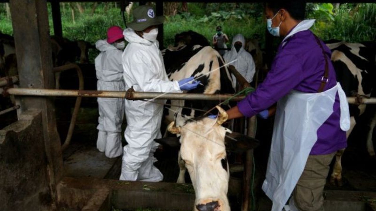 Gunungkidul Terima 31 Ribu Dosis Vaksin PMK untuk Cegah Penyebaran Penyakit