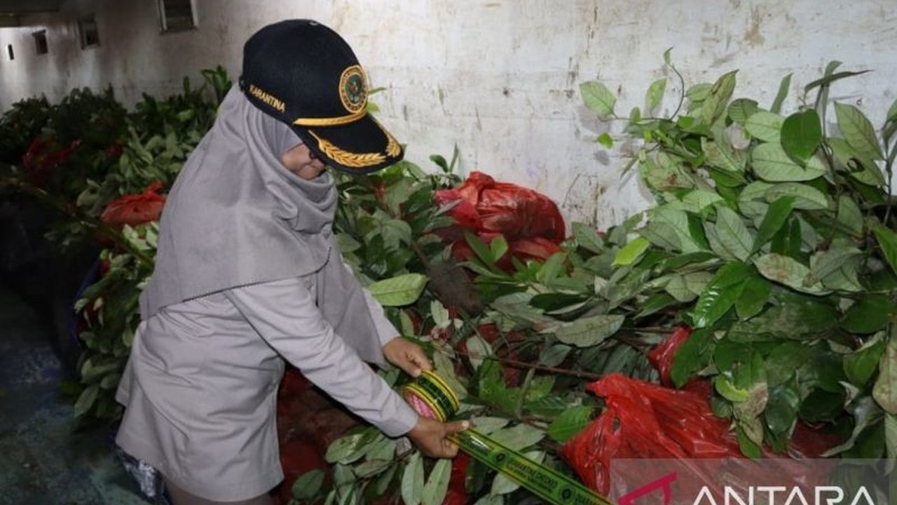 Badan Karantina Hewan, Ikan, dan Tumbuhan (BKHIT) Maluku menyita 5.000 bibit pala tanpa dokumen di Ambon, guna mencegah penyebaran penyakit dan menjaga kualitas pala lokal.