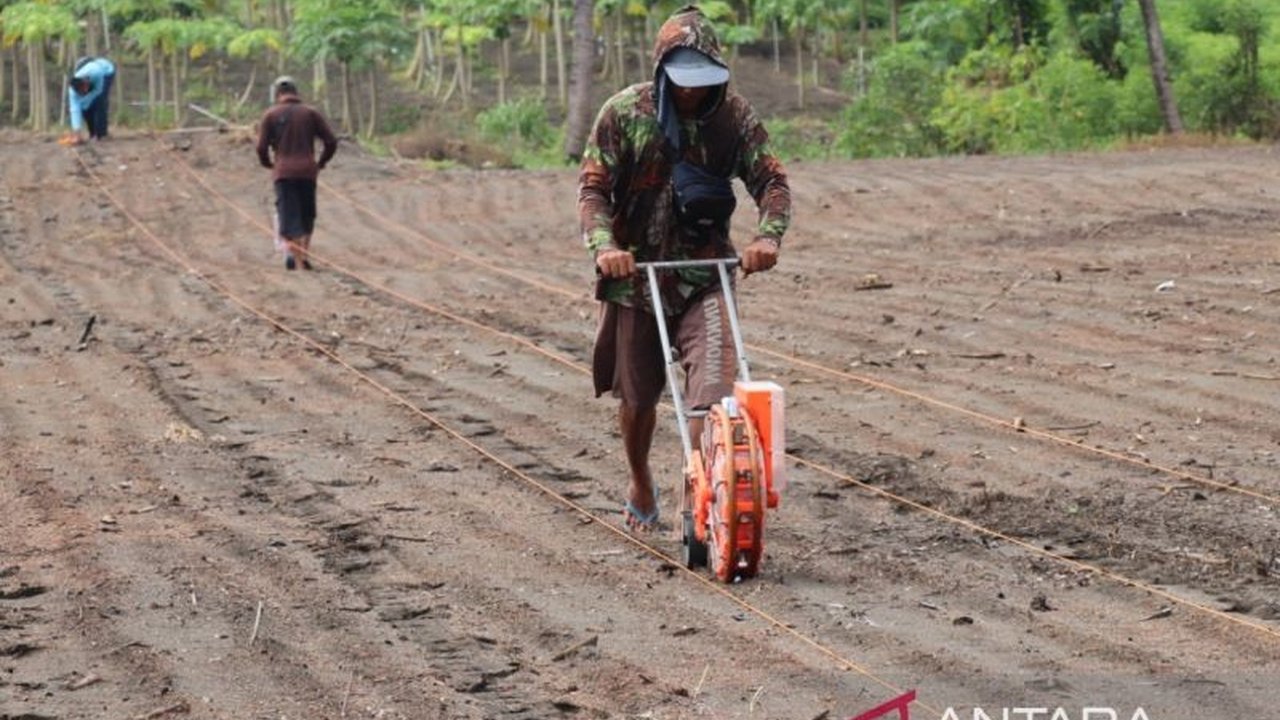 Dinas Ketahanan Pangan dan Pertanian Bantul mendampingi penanaman jagung seluas 1.319 hektare sebagai bagian dari program satu juta hektare Kementerian Pertanian dan Polri untuk mendukung swasembada pangan nasional.