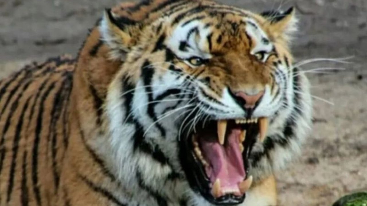 Seorang warga Lampung Barat ditemukan tewas di kebunnya dengan luka gigitan hewan buas, diduga dimangsa harimau Sumatera pada Selasa, 21 Januari 2025.