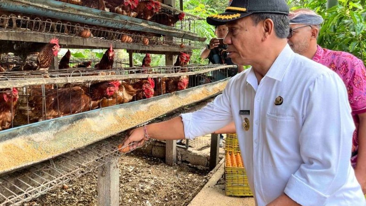Penjabat Bupati Buleleng meninjau peternakan ayam petelur di Desa Tajun dan memastikan penyerapan telur lokal untuk program Makan Bergizi Gratis (MBG), sekaligus mendukung perekonomian masyarakat setempat.