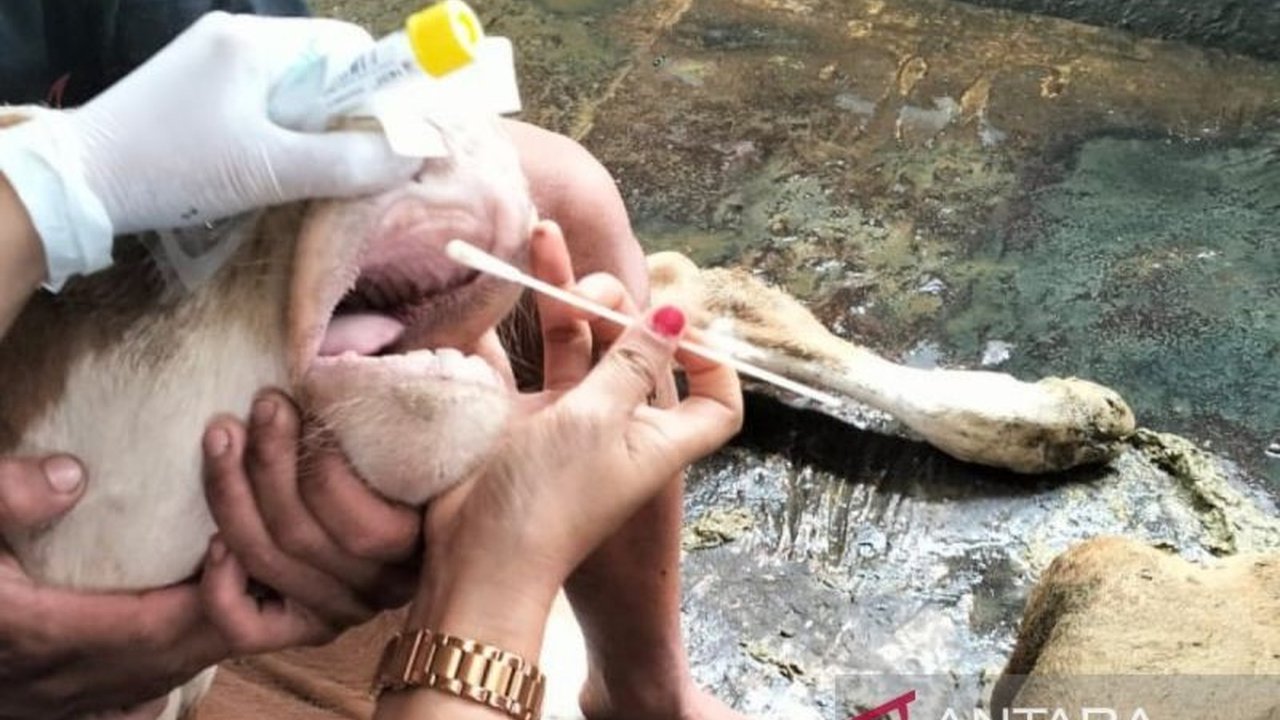 Pemerintah Kota Bengkulu mengusulkan 1.500 dosis vaksin dan vitamin PMK ke pemerintah pusat untuk mencegah penyebaran penyakit pada ternak, setelah belasan sapi di kota tersebut terinfeksi.