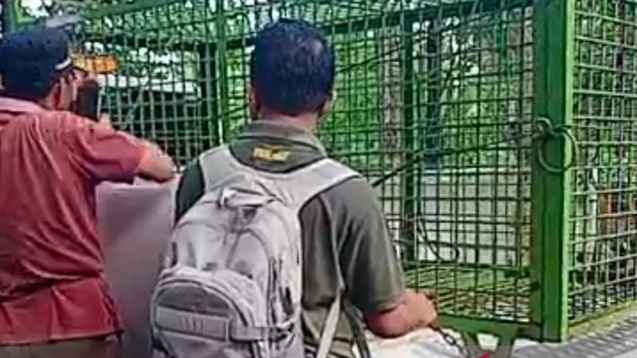 BKSDA Bengkulu siagakan personel dan pasang perangkap antisipasi konflik harimau pasca-kematian warga dan ternak di Mukomuko, namun hingga kini belum ada jejak baru.