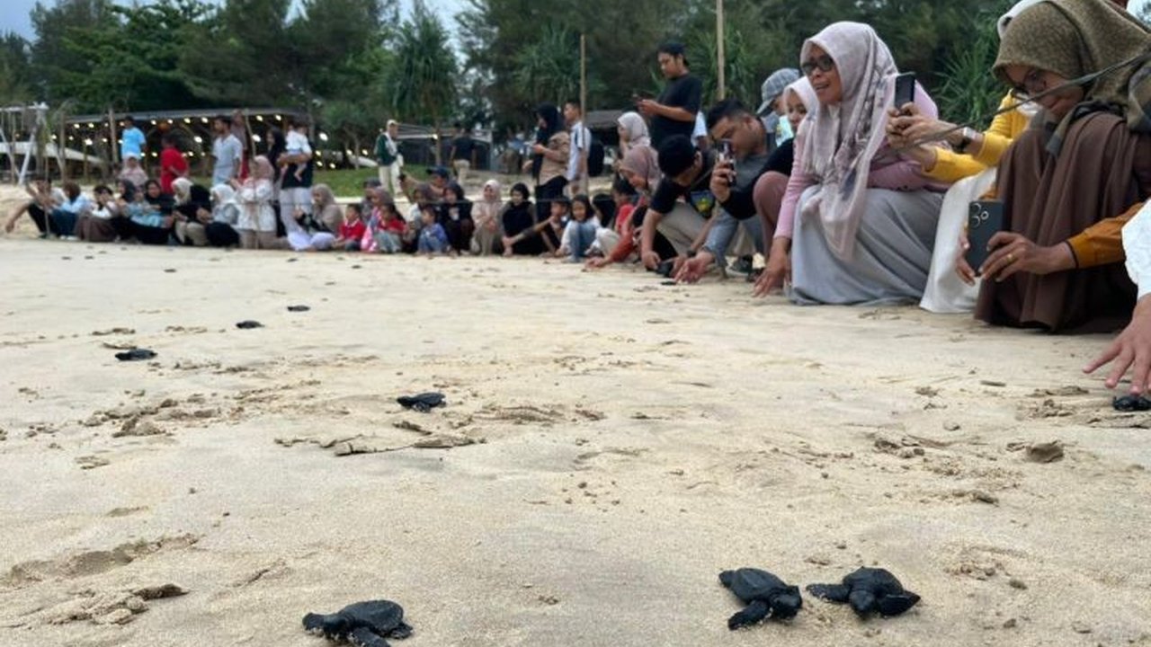 Kelompok Konservasi Penyu Lampuuk mendesak pemerintah Aceh untuk membuat aturan tegas guna melindungi telur penyu dari perburuan dan predator, mengingat pentingnya peran penyu dalam ekosistem laut.