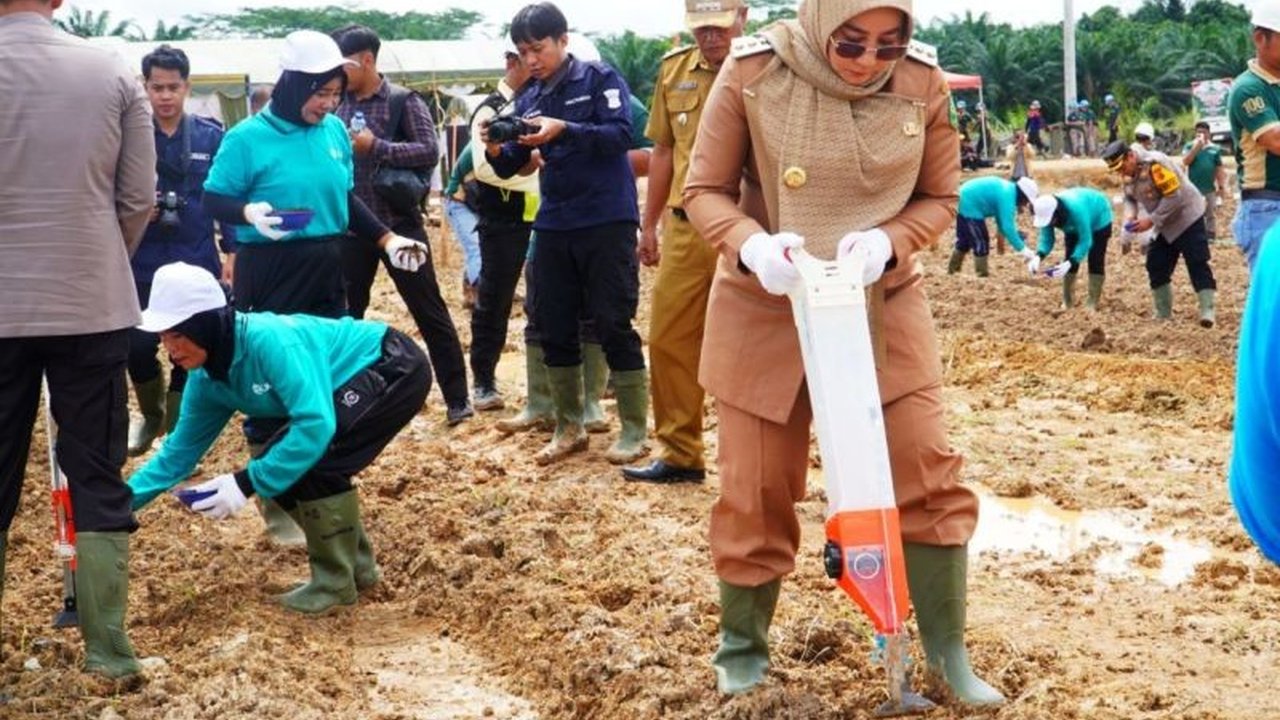 Pemkab Berau manfaatkan lahan eks sawit seluas lebih dari satu juta hektar untuk tanam jagung, berkolaborasi dengan berbagai pihak demi ketahanan pangan nasional.
