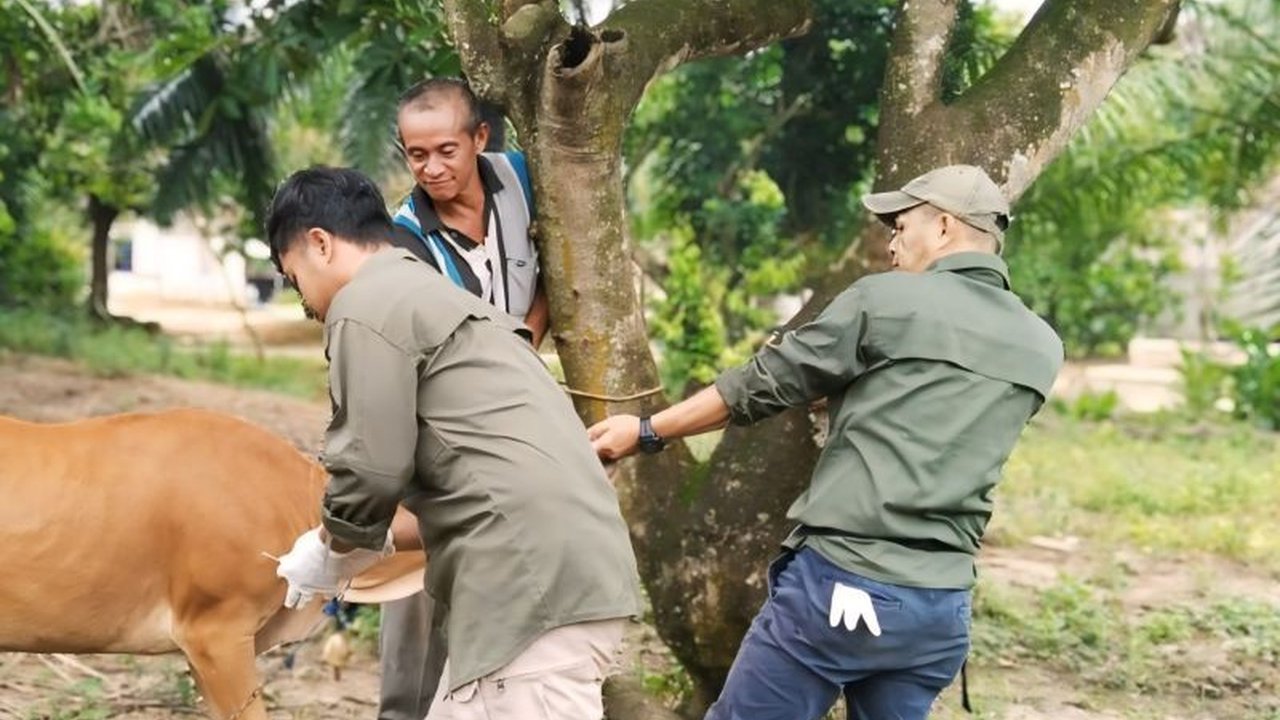 Dinas Peternakan OKU, Sumatera Selatan, telah memvaksinasi 10.000 hewan ternak pada tahun 2024 untuk mencegah penyebaran Penyakit Mulut dan Kuku (PMK), meskipun daerah tersebut masih bebas PMK.