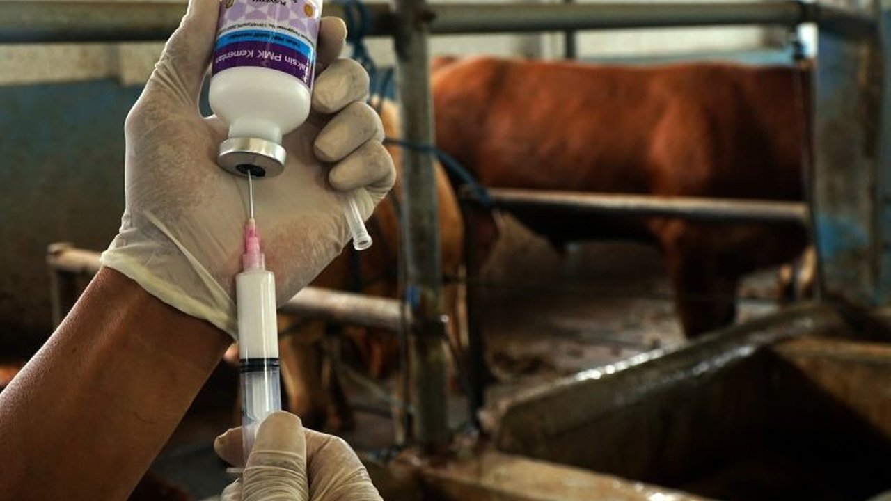 Ponorogo Optimalkan Vaksinasi PMK di Zona Hijau, Tingkat Kesembuhan Capai 30 Persen