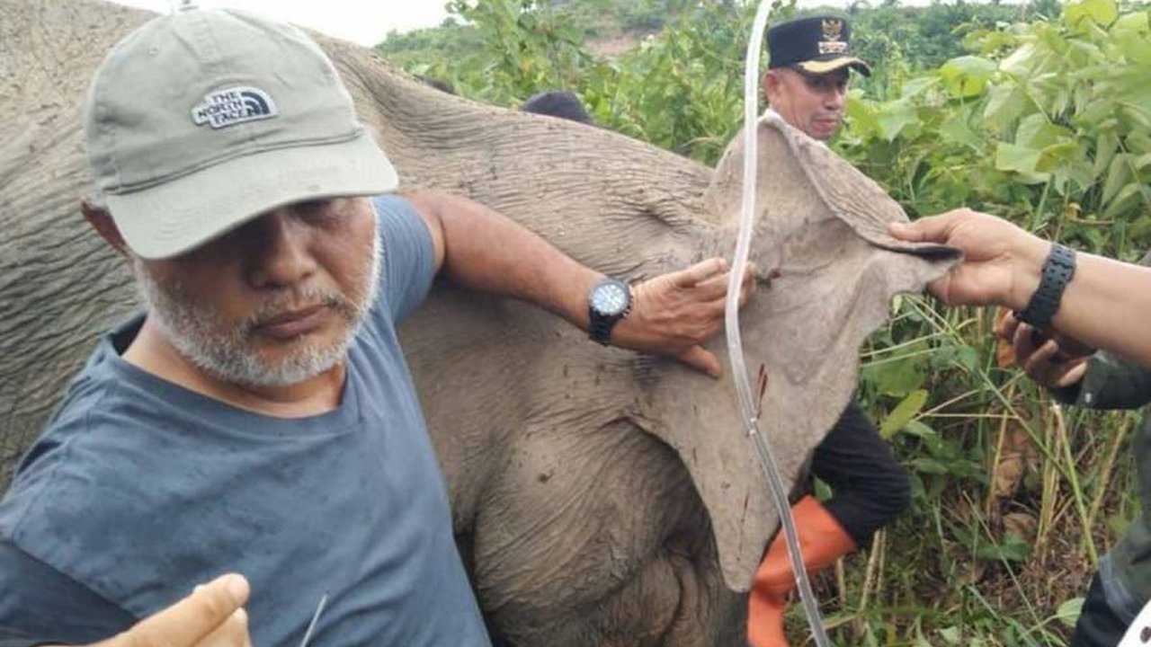 Balai Konservasi Sumber Daya Alam (BKSDA) Aceh berhasil menangani gajah sumatra betina berusia 5-6 tahun yang sakit di Aceh Timur, kini kondisinya membaik dan telah kembali ke hutan.