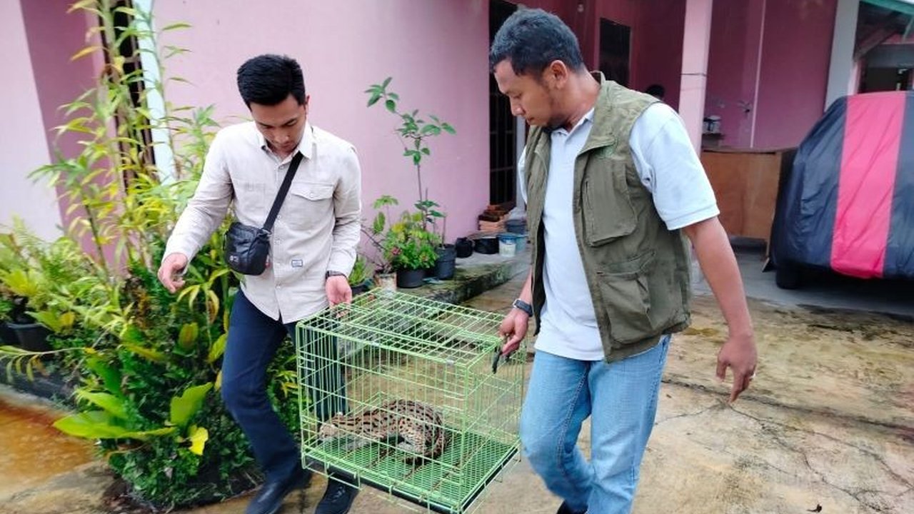 Febie Aleyda Yahya menyerahkan seekor kucing hutan (Prionailurus bengalensis) yang ditemukan di Agam ke BKSDA Sumbar; kucing tersebut akan diobservasi dan dilepasliarkan.