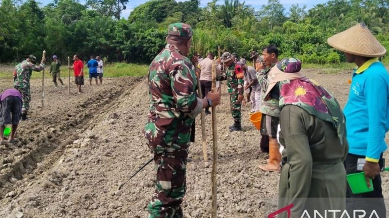 Kodim 1513/SBB bersama warga Desa Hatusua, Maluku, menanam jagung di lahan 10 hektare untuk mendukung ketahanan pangan nasional, melibatkan pelatihan dan pendampingan masyarakat.