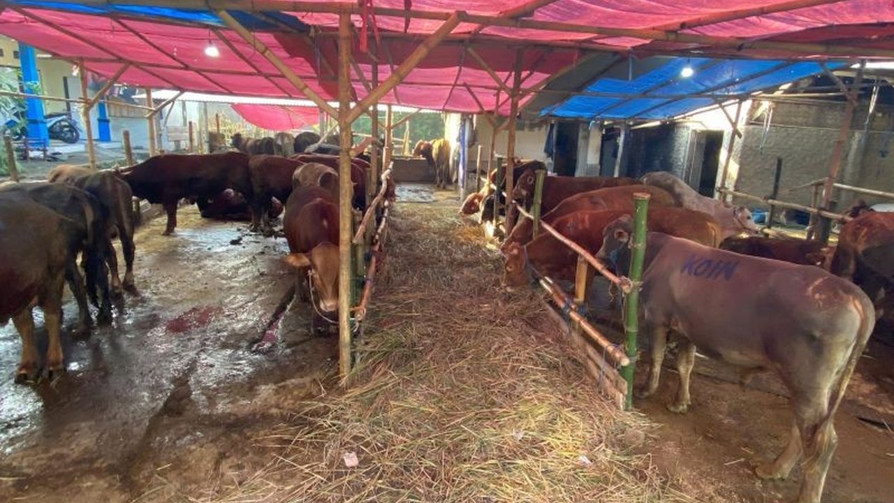 Dinas Perikanan dan Peternakan Garut memastikan stok daging di pasaran tetap aman meskipun ada kasus PMK, karena sebagian besar sapi yang terdampak adalah sapi perah, bukan sapi potong.