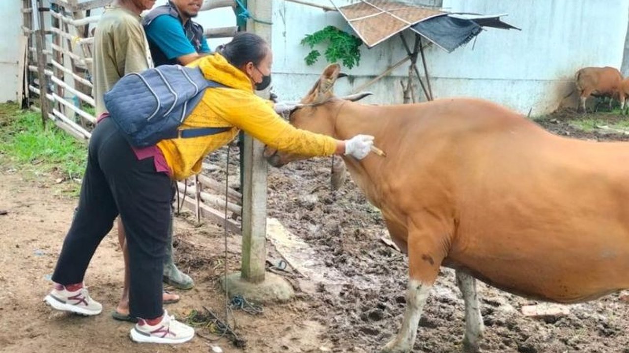 Pemerintah Kota Denpasar telah melakukan vaksinasi PMK kepada 102 sapi di empat kecamatan pada Januari 2025 untuk mencegah penyebaran penyakit tersebut, dengan target 200 sapi pada tahap pertama.