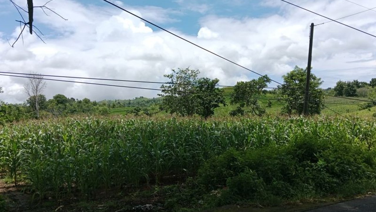 Dinas Pertanian Lombok Tengah menargetkan peningkatan luas tanam jagung hingga 22.618 hektare pada 2025 untuk mendukung ketahanan pangan nasional dan memanfaatkan kondisi cuaca yang mendukung.