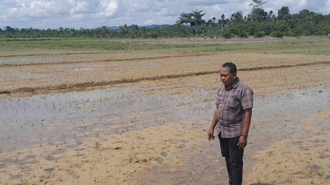 Banjir akibat hujan deras di Aceh Timur mengakibatkan 77 hektare tanaman padi terancam puso, terutama tanaman yang masih muda dan belum berbuah,  mengakibatkan kerugian besar bagi petani.