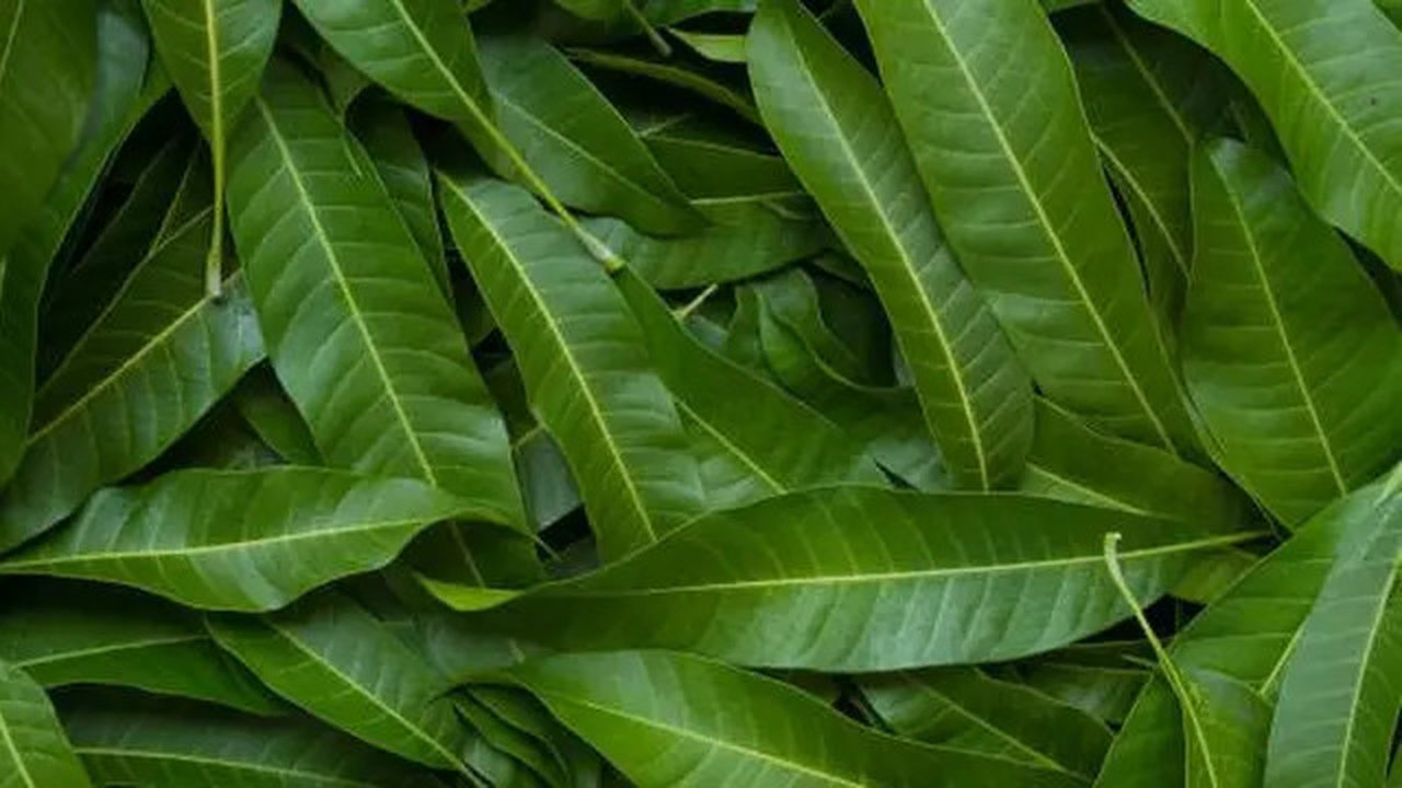 Daun Mangga (Sumber: iStockPhoto/piyaset)