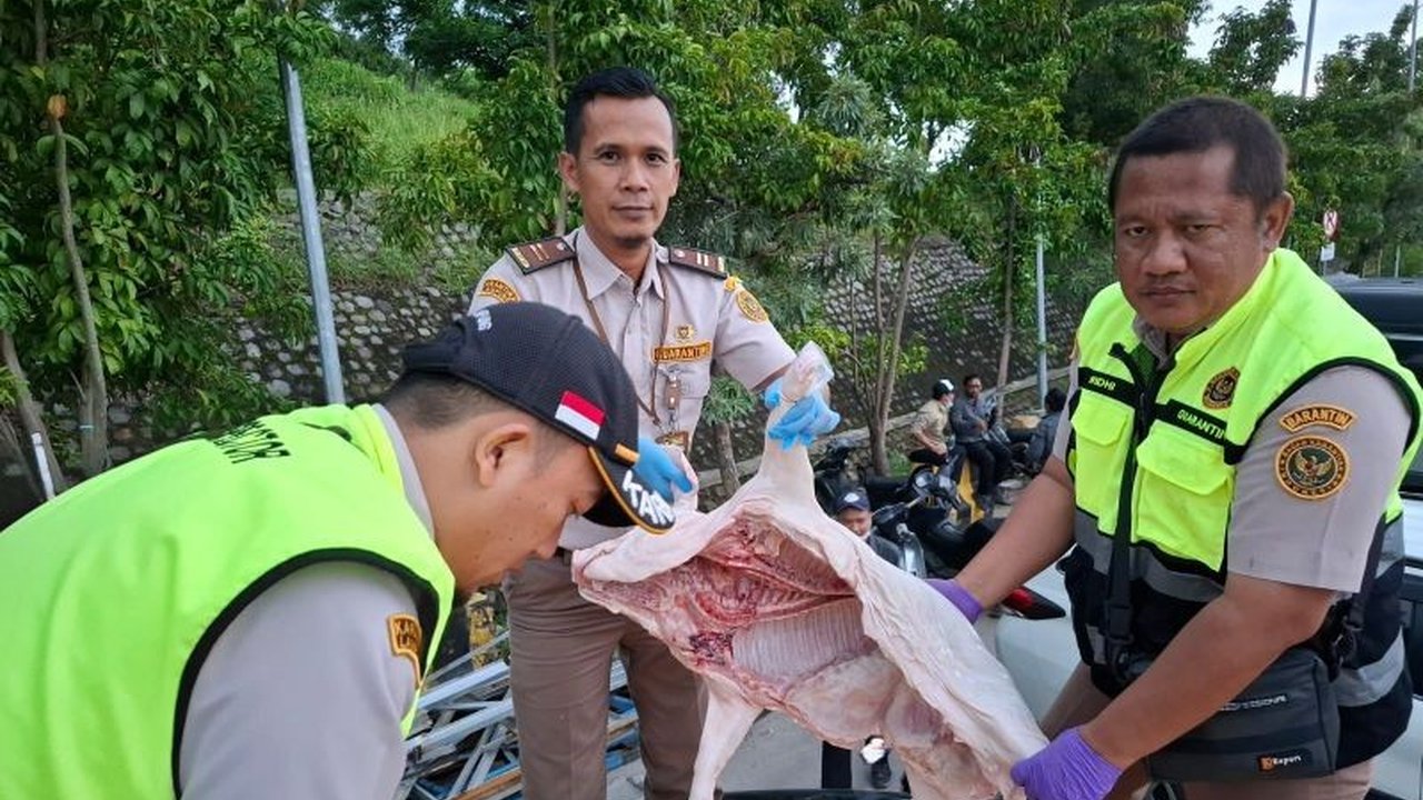 Balai Karantina Lampung menggagalkan penyelundupan 1.200 kg karkas dan jeroan babi tanpa dokumen di Pelabuhan Bakauheni; petugas menemukan daging tersebut disembunyikan dalam 20 box fiber dan berasal dari Lampung Tengah dengan tujuan Tangerang dan Banten.