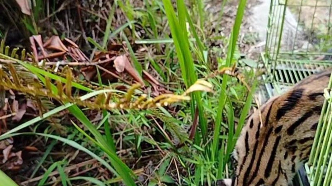 BKSDA Sumbar melepasliarkan seekor kucing hutan betina yang diserahkan warga di Cagar Alam Maninjau, Sumatera Barat setelah dinyatakan sehat dan siap kembali ke habitatnya.