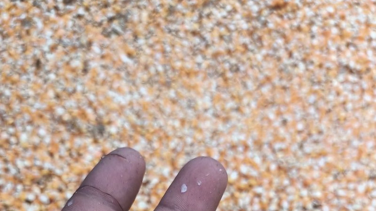 Produksi jagung di Kabupaten Pasaman, Sumatera Barat meningkat signifikan dalam tiga tahun terakhir, mencapai 169.234 ton di tahun 2024,  namun petani masih menghadapi tantangan harga jual yang fluktuatif dan harga bibit yang tinggi.