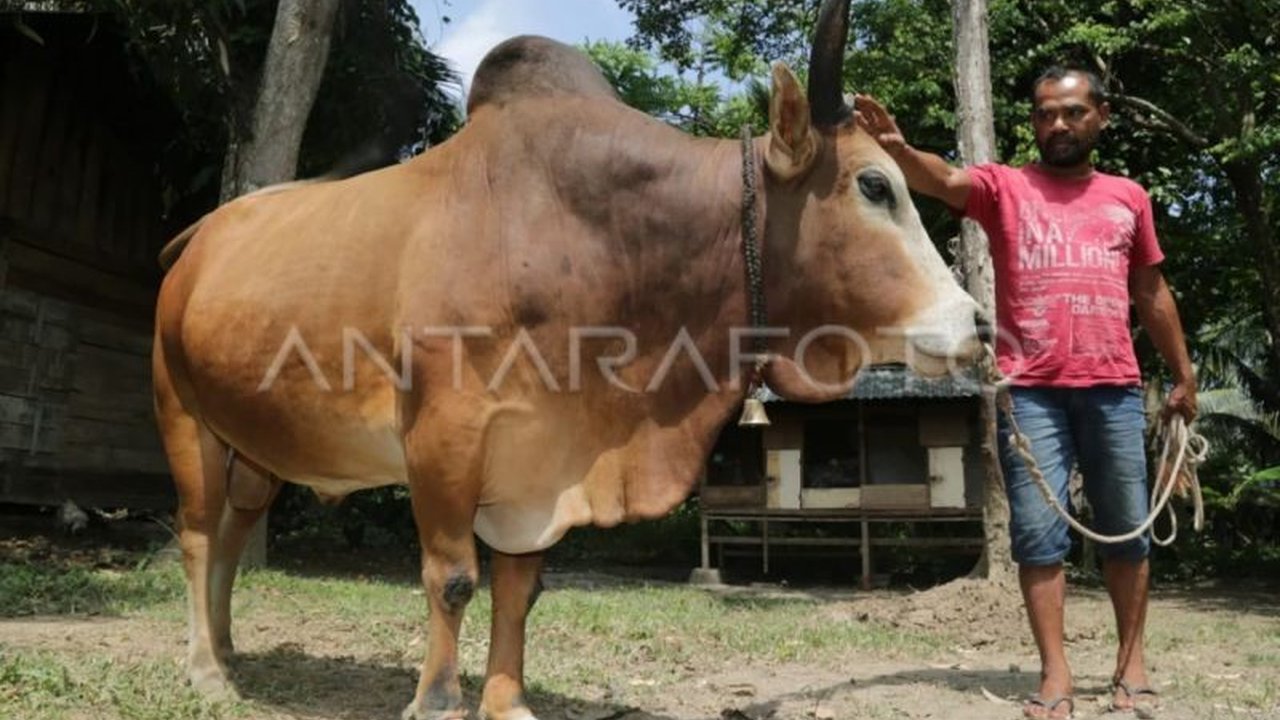 Pemerintah Aceh akan memulai uji coba pemurnian plasma nutfah sapi Aceh dengan melibatkan 20 ekor sapi betina di Pulau Pulo Aceh untuk menjaga keaslian genetik ternak lokal tersebut.