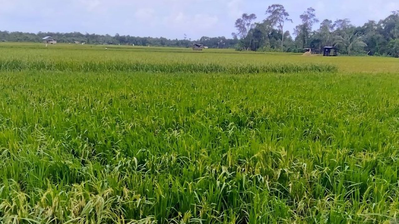 Pemkab Bangka Daftarkan Padi Gogo Lokal ke Kementan