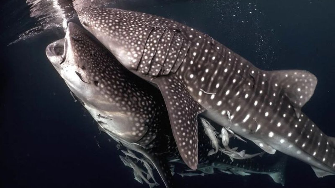 Kementerian Kelautan dan Perikanan (KKP) meluncurkan program strategis untuk melindungi hiu dan pari dengan kolaborasi internasional, menekankan aspek legalitas, ketelusuran, dan keberlanjutan.