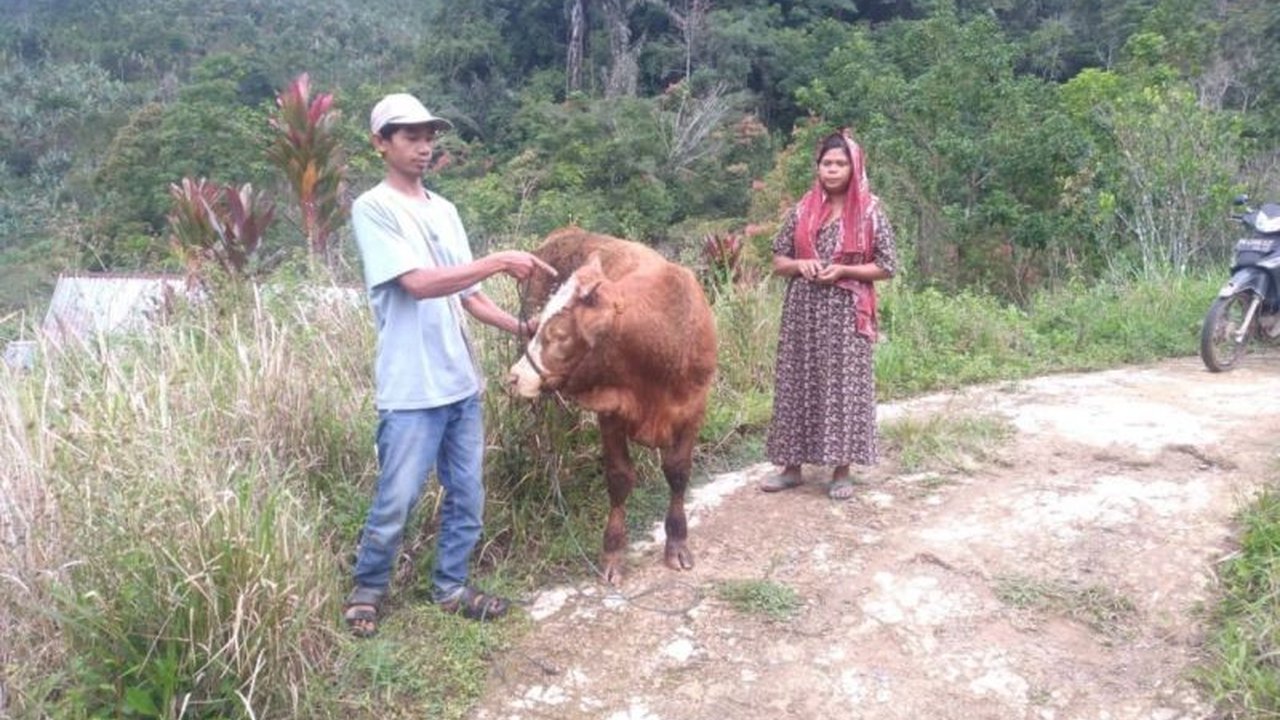 Seekor sapi di Agam, Sumatera Barat, mengalami luka di kepala diduga akibat serangan harimau Sumatera pada Jumat pagi, 24 Januari 2024, dan pihak BKSDA Sumbar telah melakukan investigasi serta imbauan kewaspadaan warga.